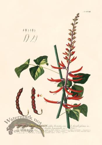 Trew Botanical 58